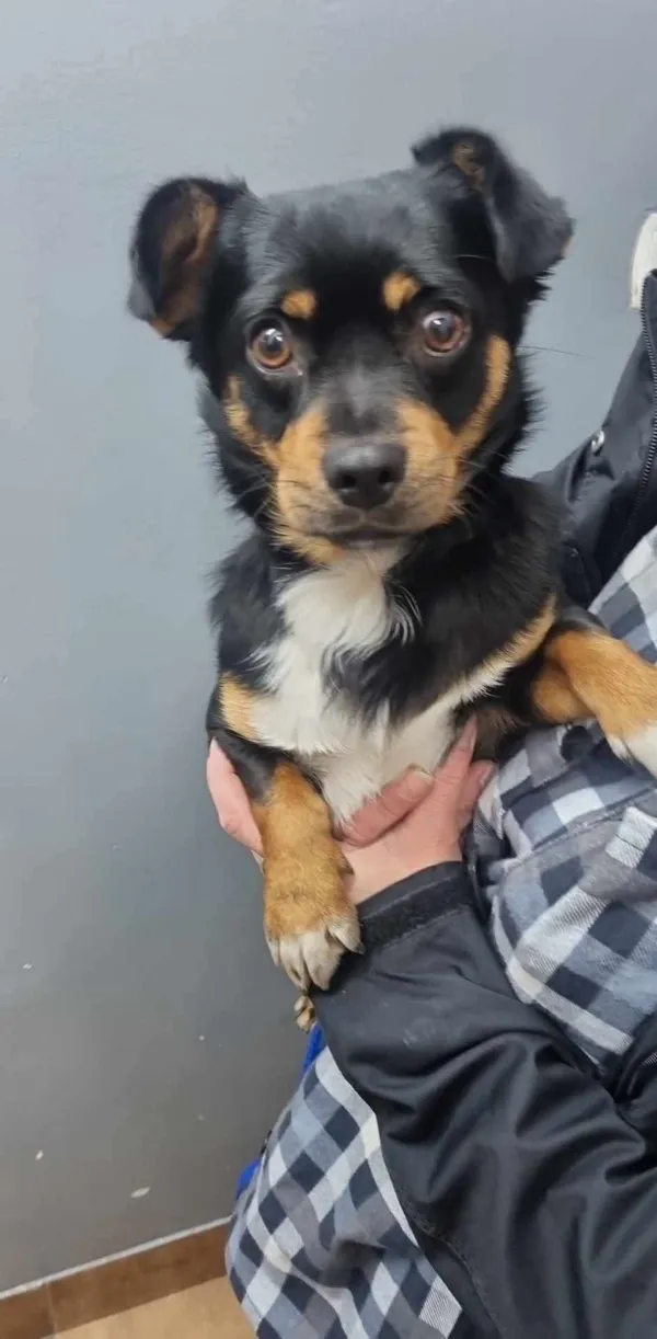 Znaleziono psa, Sosnowiec, 29 maja 2025