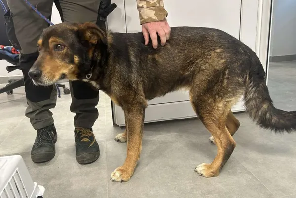 Znaleziono psa, Toruń, 29 maja 2025