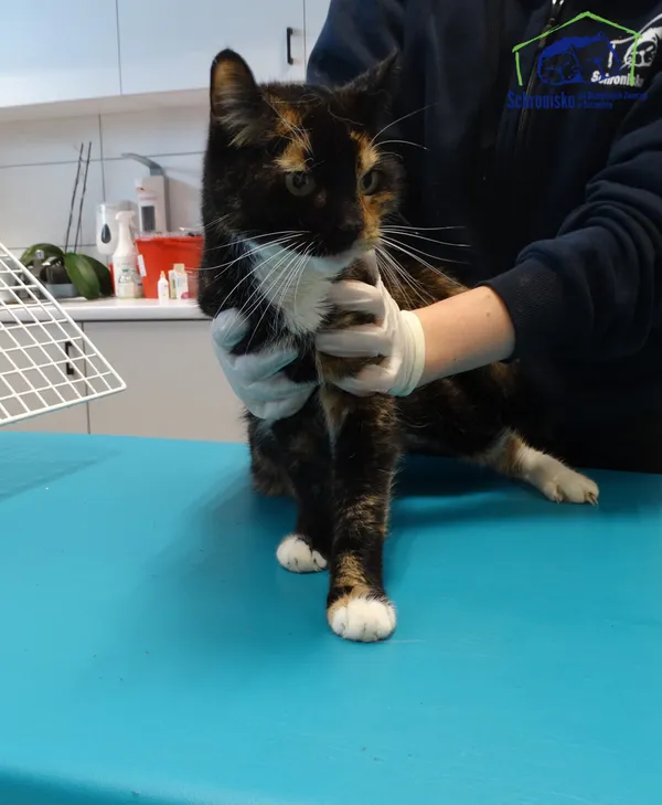 Znaleziono kota, Szczecin, 30 maja 2025 (1/2)