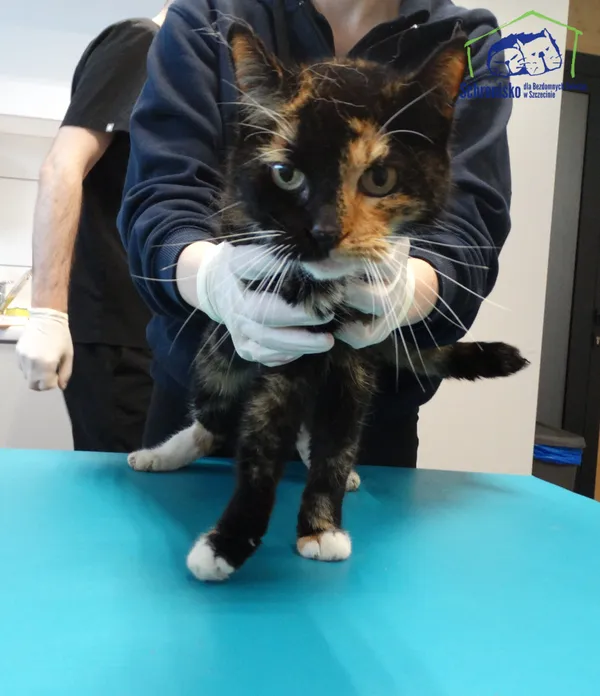 Znaleziono kota, Szczecin, 30 maja 2025 (2/2)