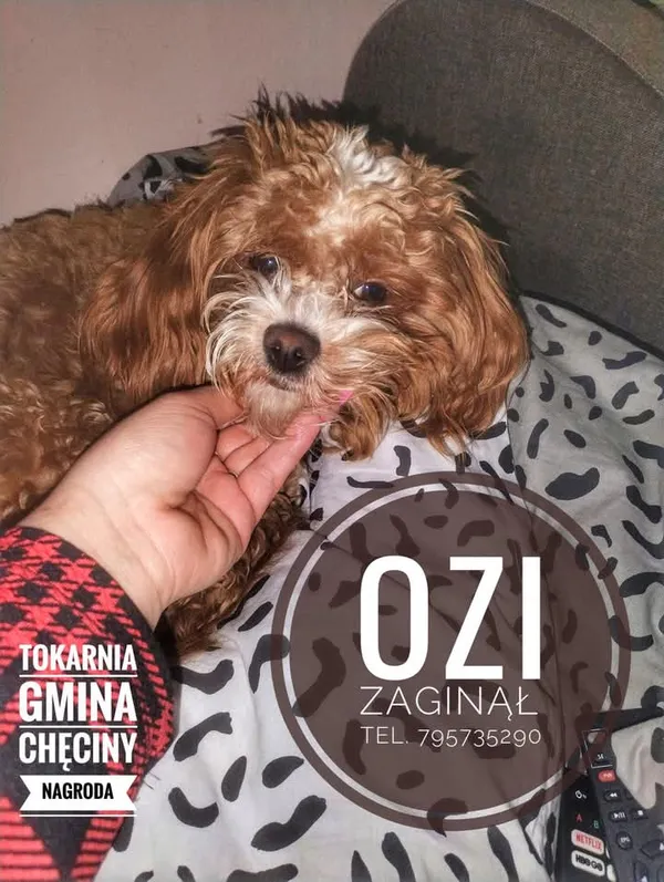 Zaginął pies, Tokarnia, 31 maja 2025