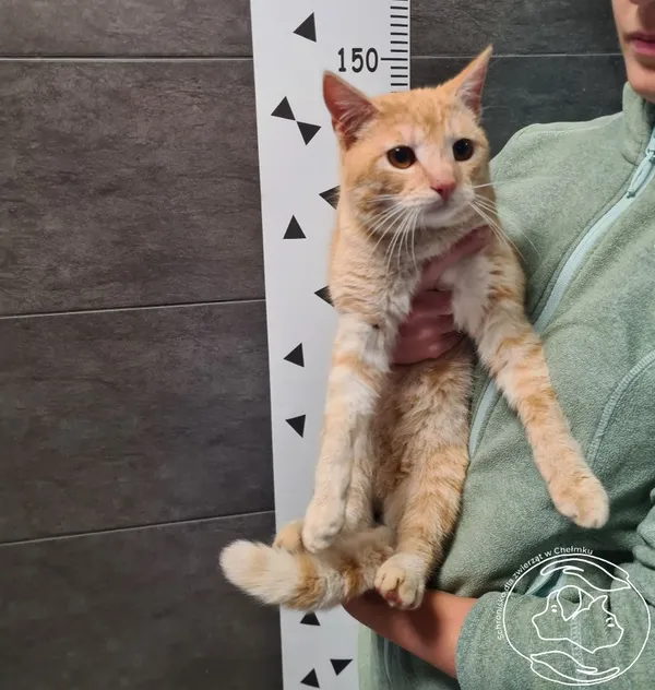 Znaleziono kota, Chełmek, 30 maja 2025