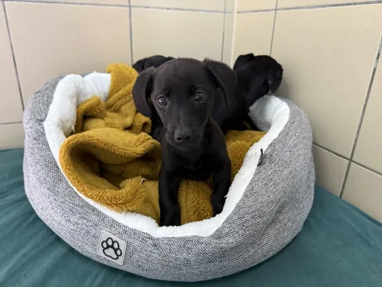 Pies do adopcji, Kraków, 29 maja 2025