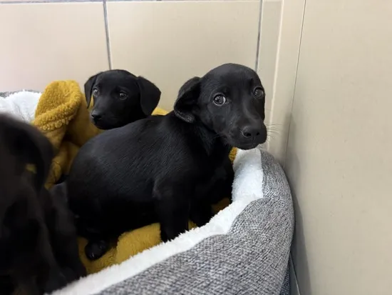 Pies do adopcji, Kraków, 29 maja 2025