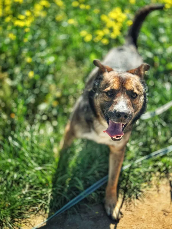 Pies do adopcji, Dłużyna Górna, 31 maja 2025 (1/5)