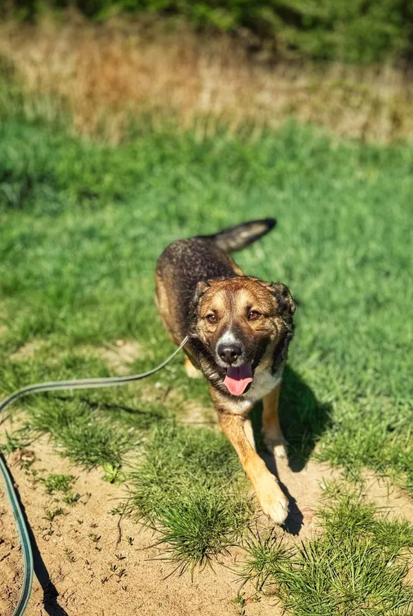 Pies do adopcji, Dłużyna Górna, 31 maja 2025 (3/5)