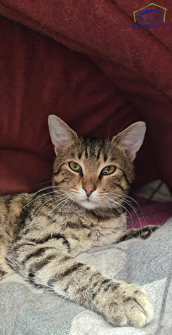 Znaleziono kota, Szczecin, 31 maja 2025 (1/2)