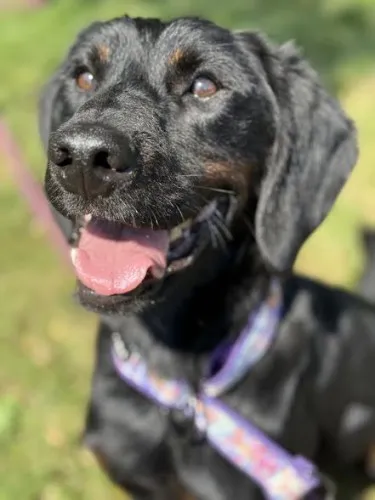 Pies do adopcji, Kraków, 17 maja 2025 (3/5)