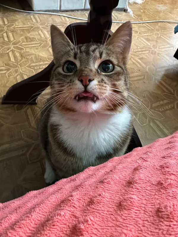 Zaginął kot, Repki, 1 czerwca 2025 (1/2)