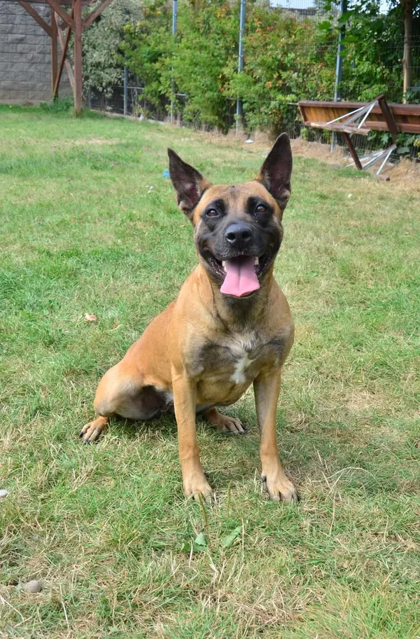 Znaleziono psa, Lublin, 30 maja 2025