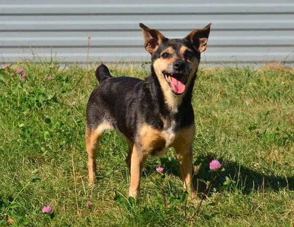 Znaleziono psa, Lublin, 31 maja 2025