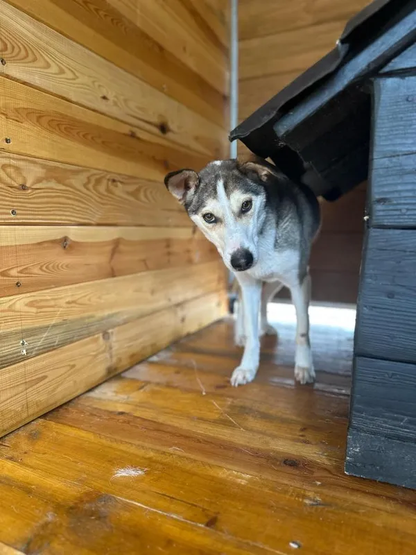 Pies do adopcji, Rytlów, 31 marca 2025