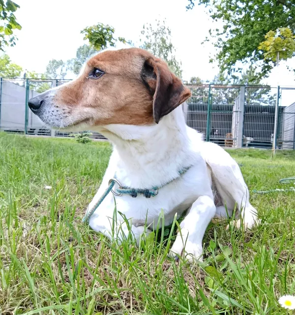 Pies do adopcji, Bełchatów, 27 września 2024 (2/4)