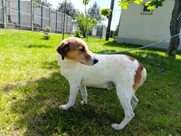 Pies do adopcji, Bełchatów, 27 września 2024 (3/4)