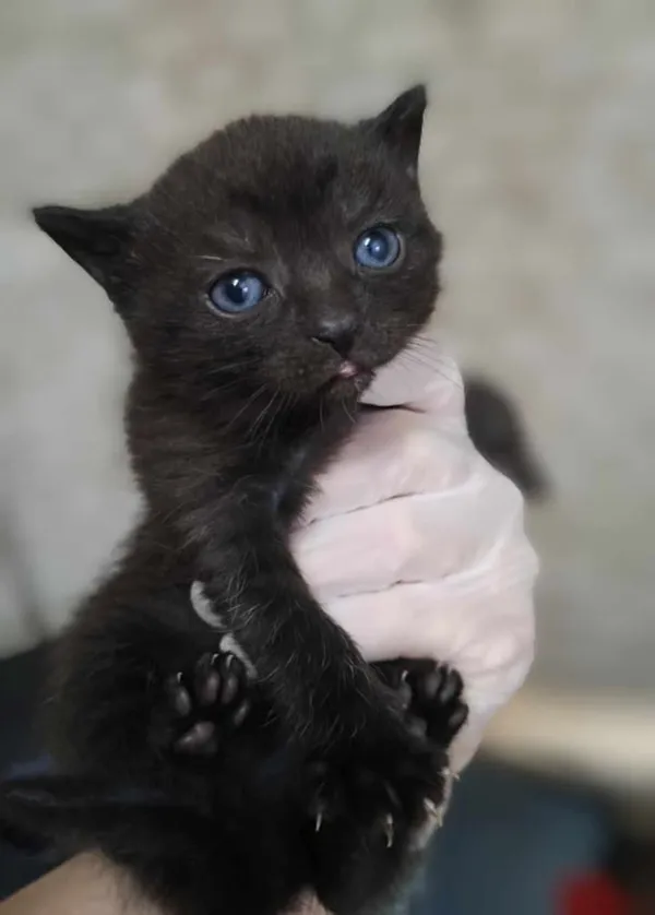 Znaleziono kota, Lublin, 29 maja 2025