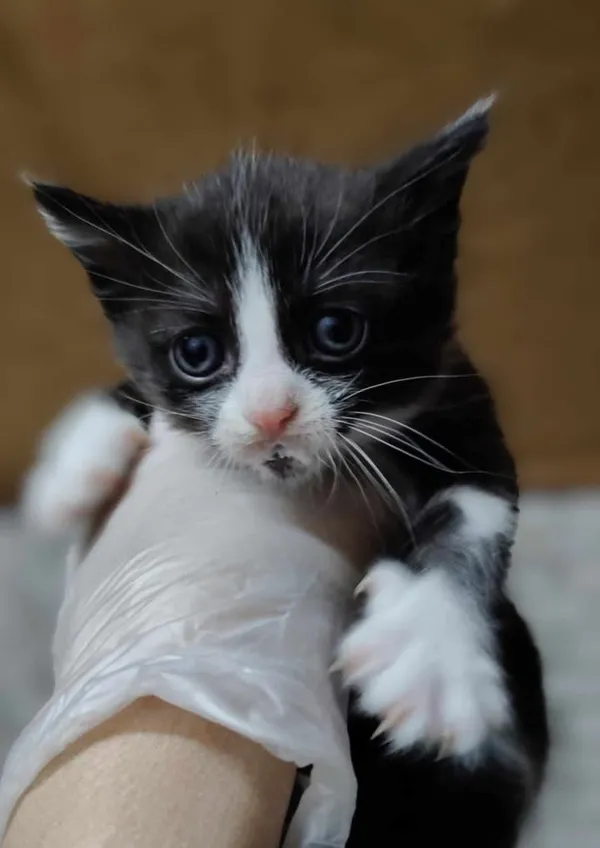 Znaleziono kota, Lublin, 29 maja 2025