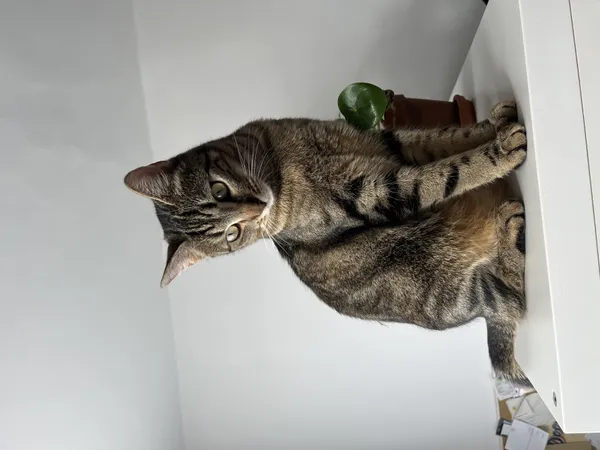 Zaginął kot, Łódź, 1 czerwca 2025