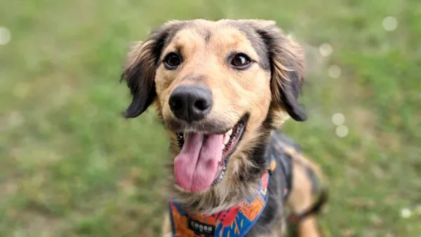 Znaleziono psa, Tatary, 23 kwietnia 2025 (1/4)