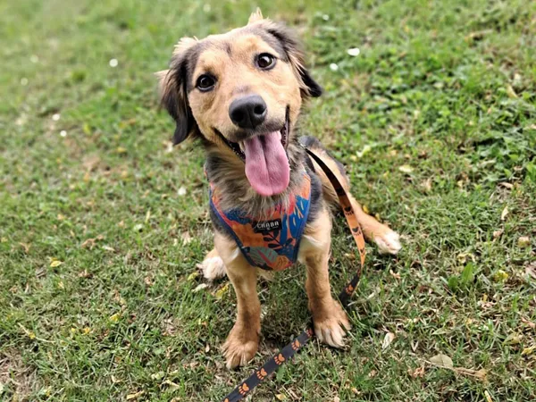 Znaleziono psa, Tatary, 23 kwietnia 2025 (2/4)