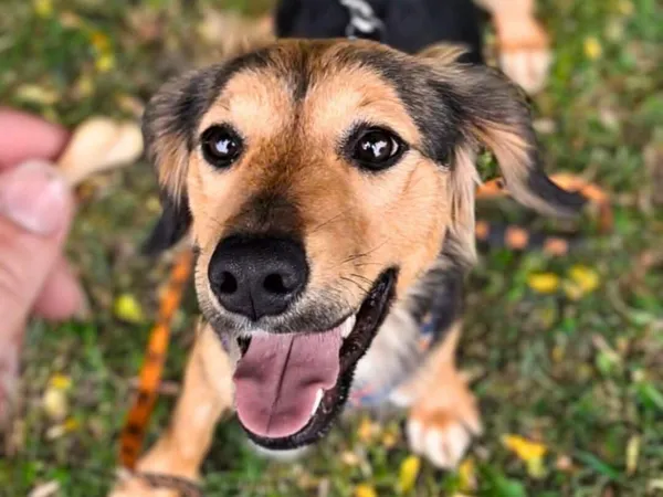 Znaleziono psa, Tatary, 23 kwietnia 2025 (3/4)