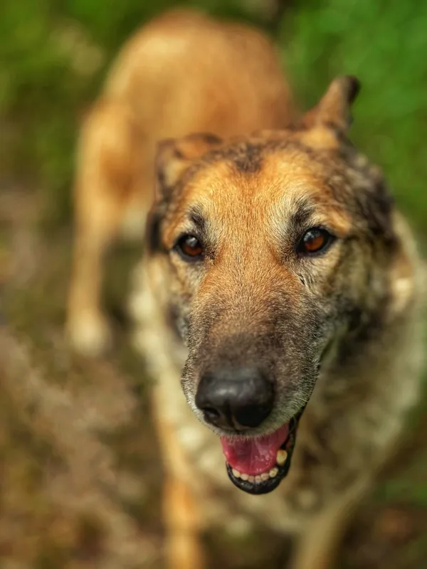 Pies do adopcji, Dłużyna Górna, 2 czerwca 2025 (2/5)