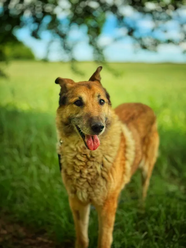 Pies do adopcji, Dłużyna Górna, 2 czerwca 2025 (5/5)