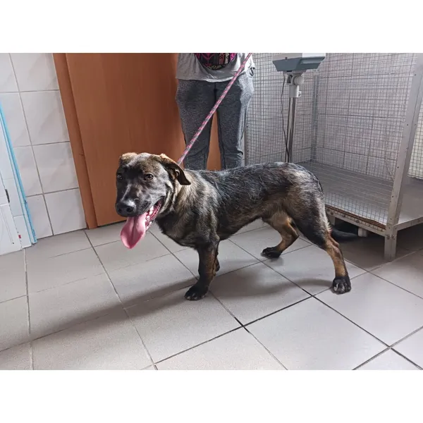 Znaleziono psa, Białystok, 2 czerwca 2025