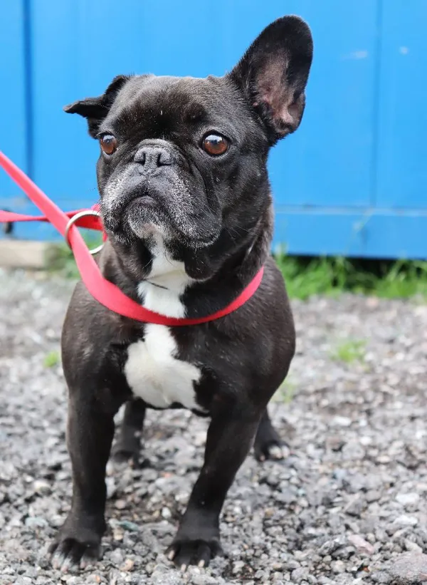 Znaleziono psa, Łódź, 1 czerwca 2025 (1/3)