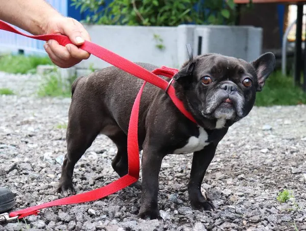 Znaleziono psa, Łódź, 1 czerwca 2025 (3/3)