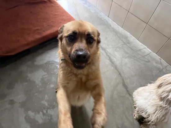 Pies do adopcji, Kraków, 18 maja 2025