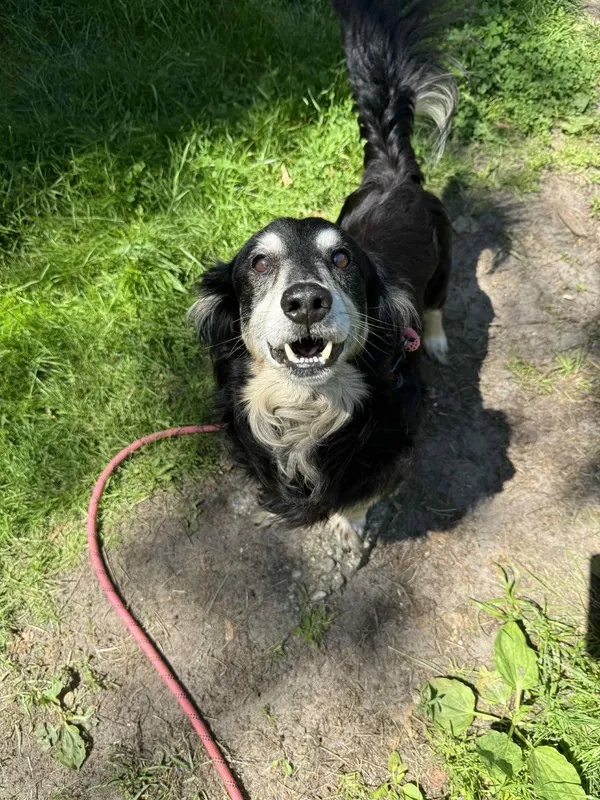 Pies do adopcji, Włocławek, 1 czerwca 2025 (2/4)