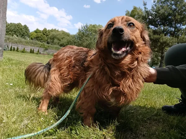 Pies do adopcji, Bełchatów, 4 kwietnia 2025 (1/5)