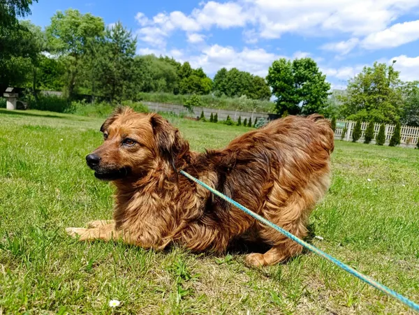 Pies do adopcji, Bełchatów, 4 kwietnia 2025 (2/5)