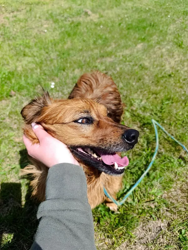 Pies do adopcji, Bełchatów, 4 kwietnia 2025 (3/5)