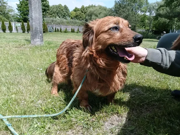 Pies do adopcji, Bełchatów, 4 kwietnia 2025 (4/5)