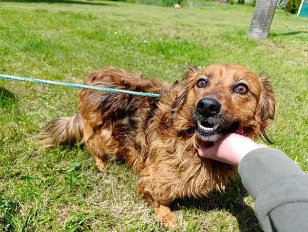 Pies do adopcji, Bełchatów, 4 kwietnia 2025 (5/5)