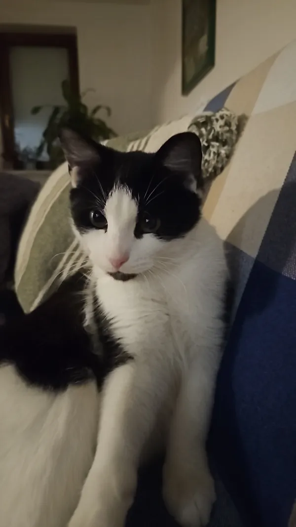 Zaginął kot, Ostrów Mazowiecka, 3 czerwca 2025 (1/2)