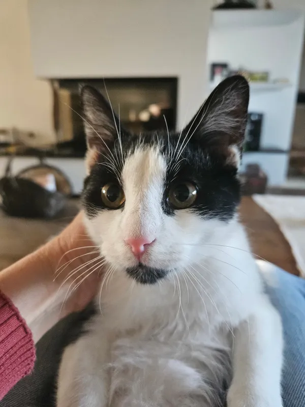 Zaginął kot, Ostrów Mazowiecka, 3 czerwca 2025 (2/2)