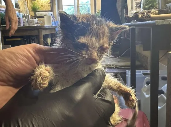 Znaleziono kota, Toruń, 1 czerwca 2025