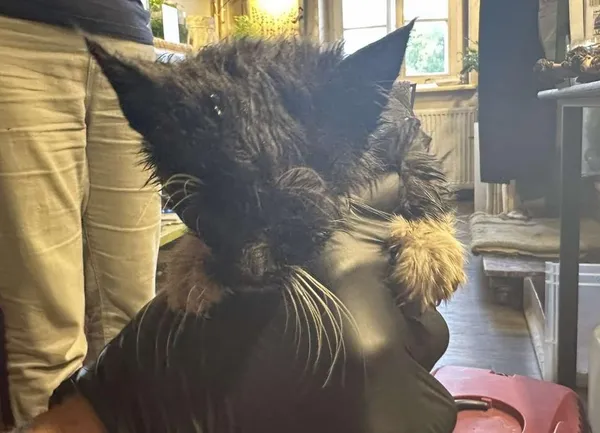 Znaleziono kota, Toruń, 1 czerwca 2025