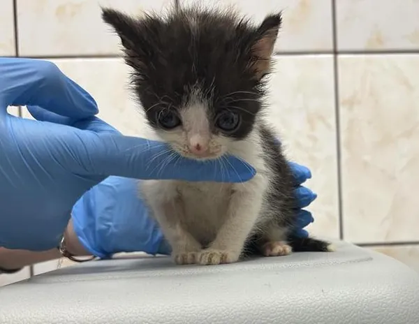 Znaleziono kota, Toruń, 31 maja 2025