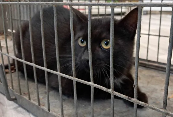 Znaleziono kota, Toruń, 30 maja 2025