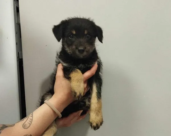 Znaleziono psa, Toruń, 30 maja 2025