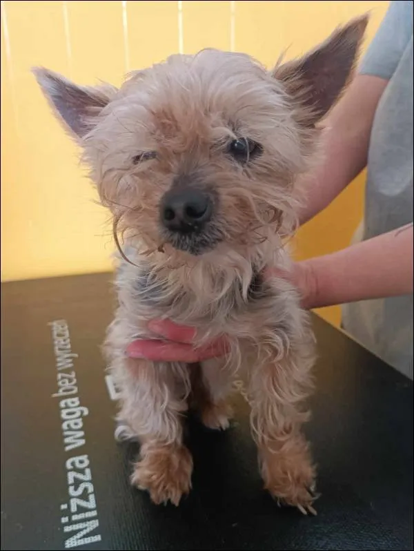 Znaleziono psa, Grudziądz, 2 czerwca 2025