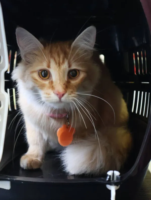 Znaleziono kota, Łódź, 3 czerwca 2025 (2/3)