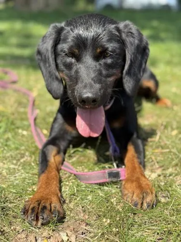 Pies do adopcji, Kraków, 17 maja 2025 (5/5)