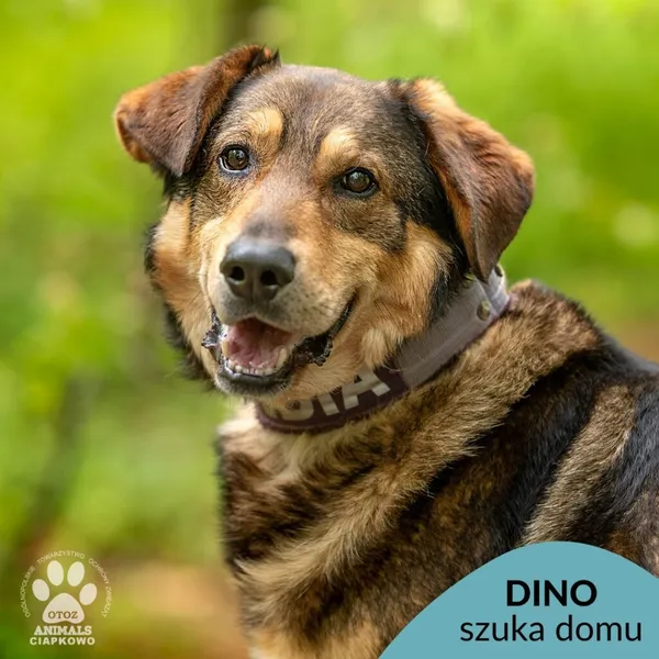 Pies do adopcji, Gdynia, 3 czerwca 2025 (1/4)