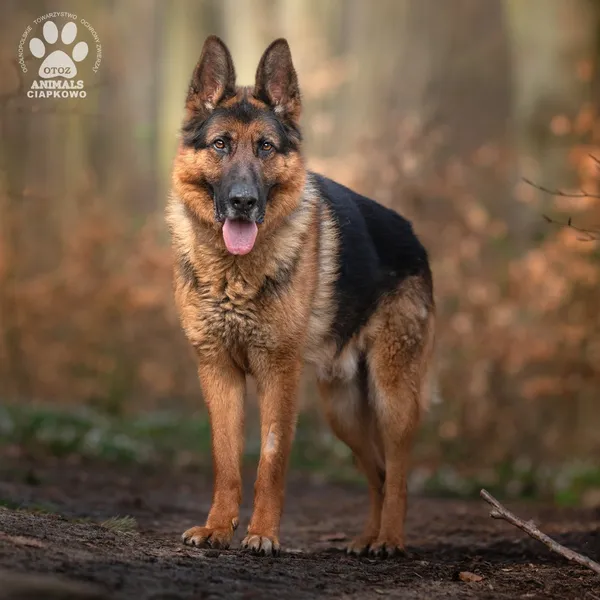 Pies do adopcji, Gdynia, 3 czerwca 2025 (2/4)