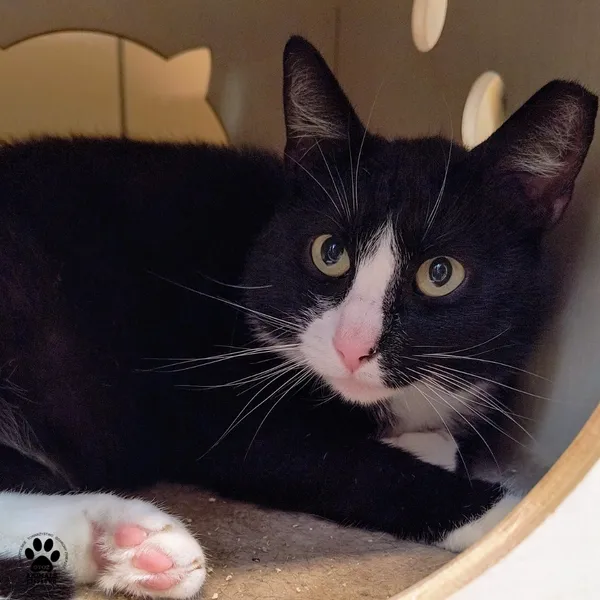 Kot do adopcji, Gdynia, 3 czerwca 2025 (3/4)