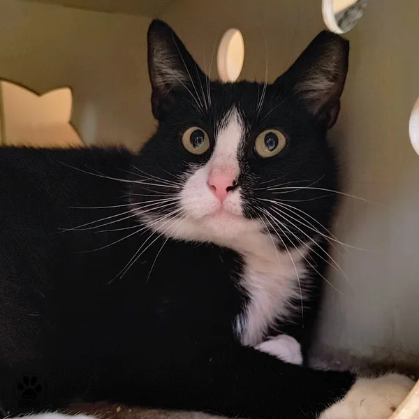 Kot do adopcji, Gdynia, 3 czerwca 2025 (4/4)